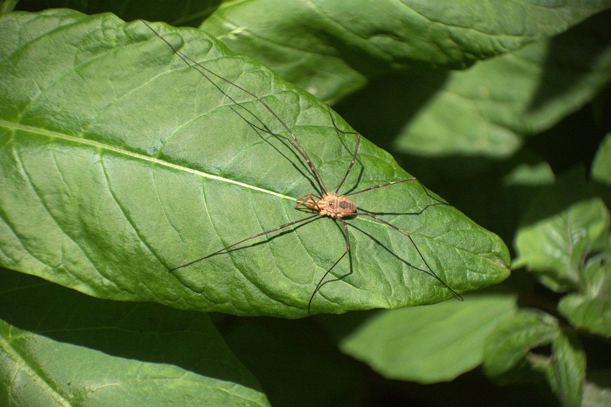 opiliones da identificare